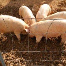 pigs loving grubs