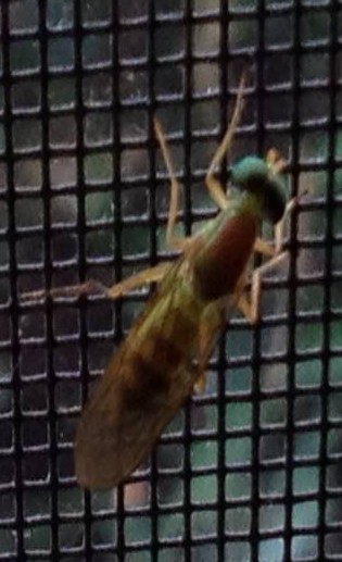 Yellow soldier fly adult on window screen